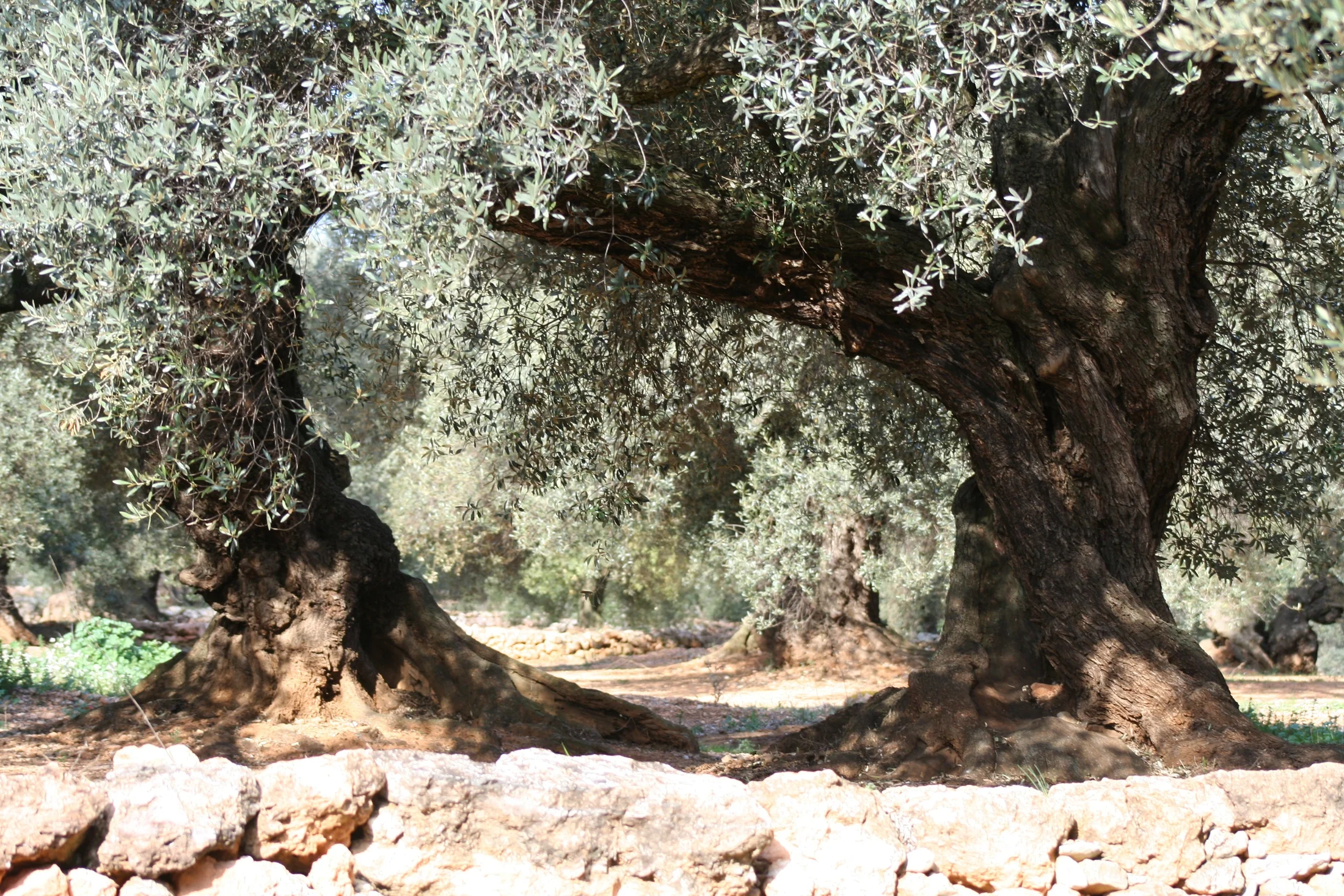 Millenary Farga Olive Trees of the Maestrat